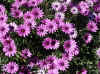 Gassin 018.JPG (388650 octets)